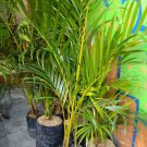 Areca Palm, Golden Cane Tree Plant Home Rare Live Plant - Plant for Your Home Garden