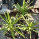 Pandanus amaryllifolius Plant Home Rare Live Plant - Plant for Your Home Garden