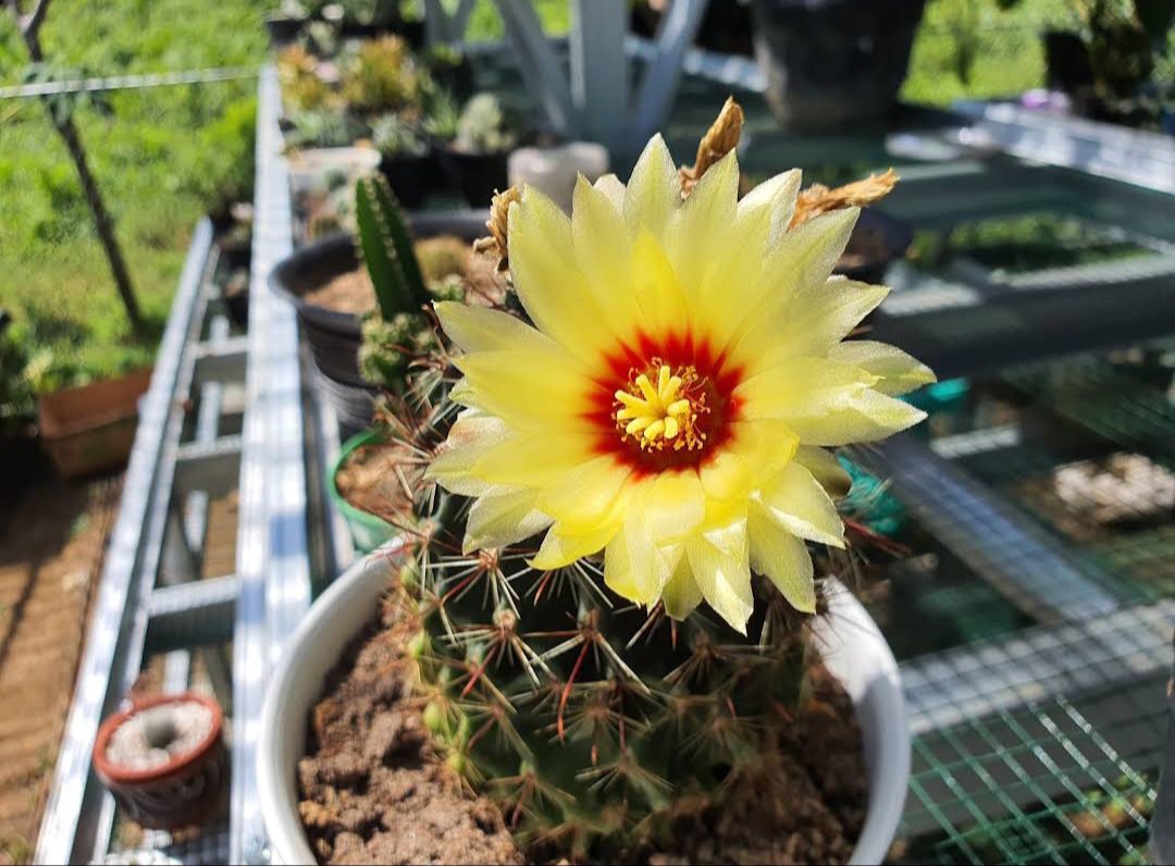 Hamatocactus setispinus Plant Home Rare Live Plant - Plant for Your Home Garden