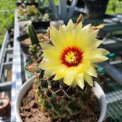 Hamatocactus setispinus Plant Home Rare Live Plant - Plant for Your Home Garden