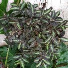 Pellionia Repens Plant Home Rare Live Plant - Plant for Your Home Garden