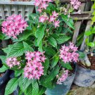 Pink Pentas Plant Flower Plant Home Rare Live Plant - Plant for Your Home Garden