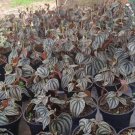 Peperomia Piccolo Banda Flower Plant Home Rare Live Plant - Plant for Your Home Garden