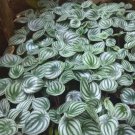 peperomia argyreia Flower Plant Home Rare Live Plant - Plant for Your Home Garden