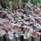 Peperomia Luna red Flower Plant Home Rare Live Plant - Plant for Your Home Garden