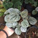 Peperomia Frost Flower Plant Home Rare Live Plant - Plant for Your Home Garden