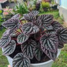 Peperomia Luna red Flower Plant Home Rare Live Plant - Plant for Your Home Garden