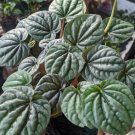 Peperomia Raspberry Ice Flower Plant Home Rare Live Plant - Plant for Your Home Garden