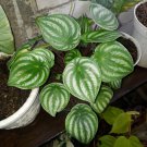 Watermelon Peperomia Flower Plant Home Rare Live Plant - Plant for Your Home Garden