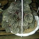 Peperomia Raspberry Flower Plant Home Rare Live Plant - Plant for Your Home Garden