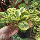 Peperomia Obtusifolia Variegated Plant Home Rare Live Plant - Plant for Your Home Garden