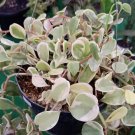 Peperomia scandens Plant Home Rare Live Plant - Plant for Your Home Garden