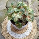 Peperomia Variegated Flower Plant Home Rare Live Plant - Plant for Your Home Garden