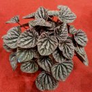 Peperomia Red Ripple Radiator Flower Plant Home Rare Live Plant - Plant for Your Home Garden