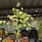 Peperomia 'Scandens Varigata' Flower Plant Home Rare Live Plant - Plant for Your Home Garden