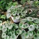 Peperomia Watermelon argyreia Flower Plant Home Rare Live Plant - Plant for Your Home Garden
