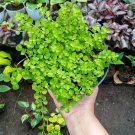Baby Tears Soleirolia Soleirolii Plant Home Rare Live Plant - Plant for Your Home Garden