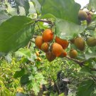 Peanut Butter plant Bunchosia argentea Plant Home Rare Live Plant - Plant for Your Home Garden