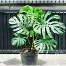 Chunky King Monstera Thai Constellation Plant Home Rare Plant - Plant for Your Home Garden