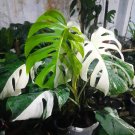 Monstera Albo - Large Cutting Plant Home Rare Plant - Plant for Your Home Garden