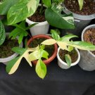 Philodendron Florida Beauty Plant Home Rare Plant - Plant for Your Home Garden