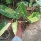 Philodendron Burle Marx Variegated Plant Home Rare Plant - Plant for Your Home Garden