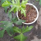 Philodendron Pedatum Flower Live Plant Home Rare Plant - Plant for Your Home Garden