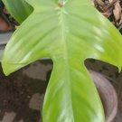 Philo Deandrom Florida Flower Live Plant Home Rare Plant - Plant for Your Home Garden