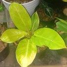 Philodendron Moonlight Flower Live Plant Home Rare Plant - Plant for Your Home Garden