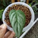 Philodendron Sodiroi Flower Live Plant Home Rare Plant - Plant for Your Home Garden