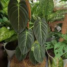Philodendron ‘Melanochrysum’ climbing Flower Live Plant Home Rare - Plant for Your Home Garden