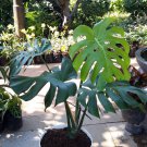Large Monstera Deliciosa Flower Live Plant Home Rare - Plant for Your Home Garden