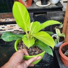 Philodendron lemon lime golden goddess Flower Live Plant Rare - Plant for Your Home Garden