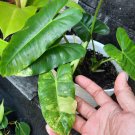philodendron variegated Burle Marx Flower Live Plant Rare - Plant for Your Home Garden
