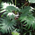 Philodendron Thaumatophyllum Bipinnatifidum Flower Live Plant Rare - Plant for Your Home Garden