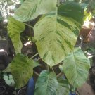 Marble Queen Pothos Epipremnum Flower Live Plant Rare - Plant for Your Home Garden