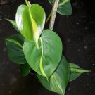 Philodendron hederaceum Flower Live Plant Rare - Plant for Your Home Garden