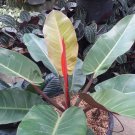 Blushing Philodendron Flower Live Plant Rare - Plant for Your Home Garden