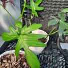 Philodendron Florida beauty green Flower Live Plant Rare - Plant for Your Home Garden