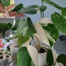 Monstera Albo White Tiger Borsigiana Flower Live Plant Rare - Plant for Your Home Garden
