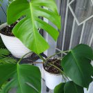 Monstera Deliciosa Tropical Split Leaf Flower Live Plant Rare - Plant for Your Home Garden