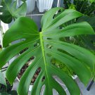 Monstera Deliciosa Large Swiss Cheese Flower Live Plant Rare - Plant for Your Home Garden
