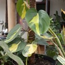 Philodendron Brazil Variegated Flower Live Plant Rare - Plant for Your Home Garden