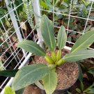 Philodendron Martianum "Fat Boy" Flower Live Plant Rare - Plant for Your Home Garden