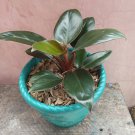 Blushing Philodendron Flower Live Plant Rare - Plant for Your Home Garden