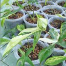 Philodendron Florida beauty variegated Flower Live Plant Rare - Plant for Your Home Garden