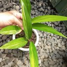Epipremnum Amplissimum Variegated Plant Flower Live Plant Rare - Plant for Your Home Garden