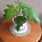Philodendron 'Xanadu' Plant Flower Live Plant Rare - Plant for Your Home Garden