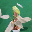 Philodendron SIlver Swords Plant Flower Live Plant Rare - Plant for Your Home Garden