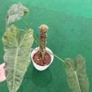 Philodendron Paraiso Verde Plant Flower Live Plant Rare - Plant for Your Home Garden